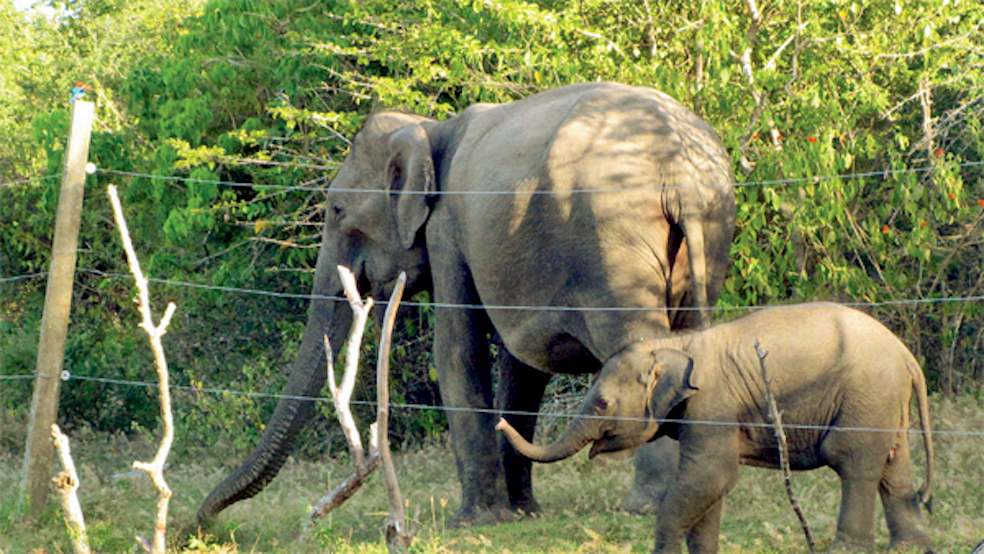 Sustainable funding for elephant protection